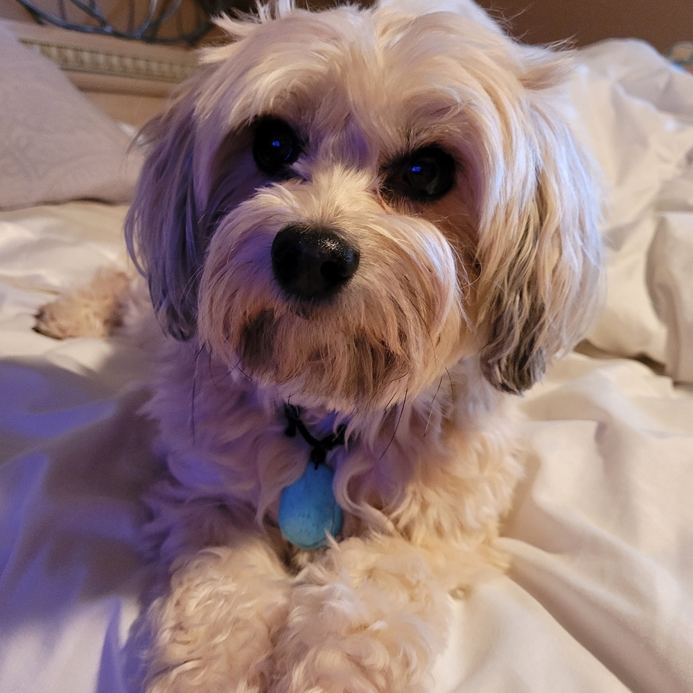 Leather turquoise color howlight adjustable necklace. Dog not included